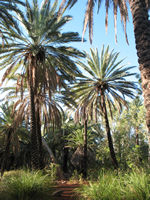 Date palms, Homestead trail